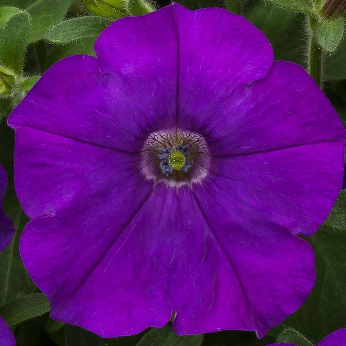 FlashForward Blue Petunia Seeds