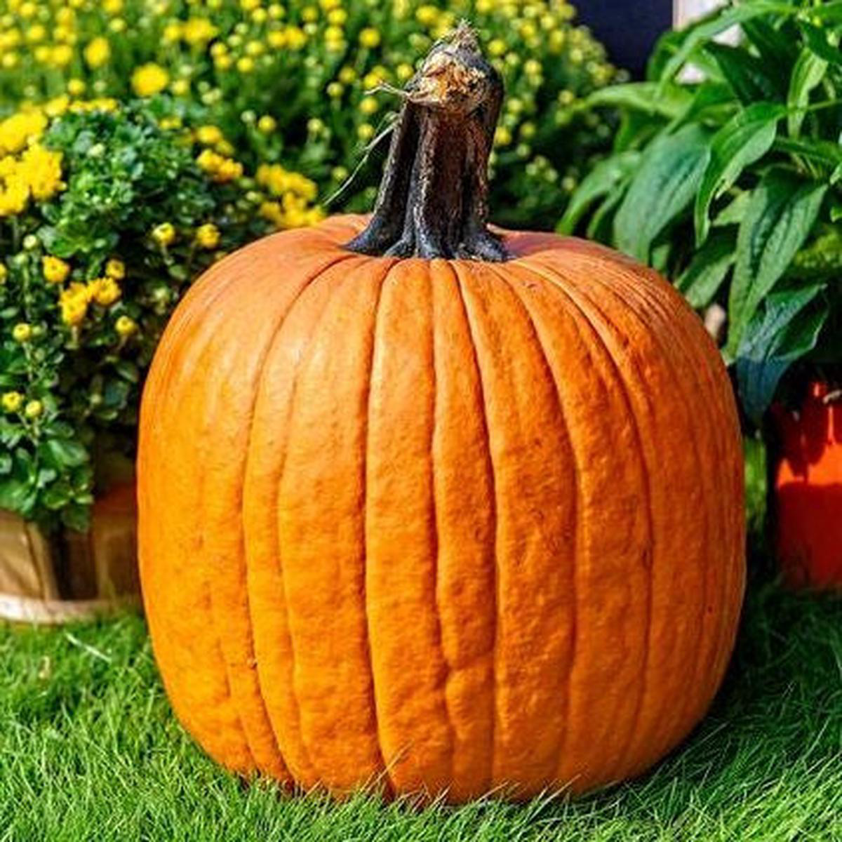 Jack O Lantern Pumpkin