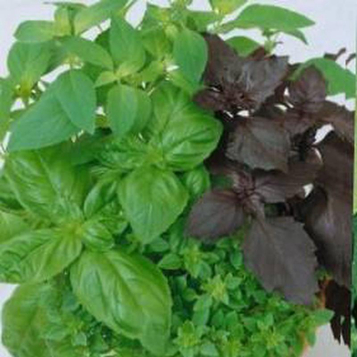 Organic Basil Culinary Blend 8211 Aimers Seeds