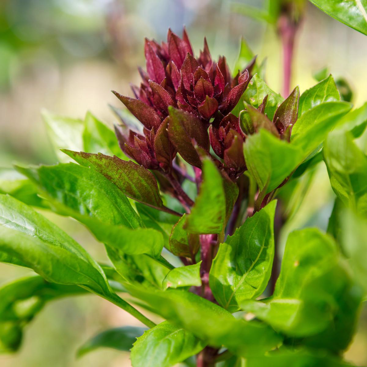 Organic Cardinal Basil Seeds (Ocimum basilicum)