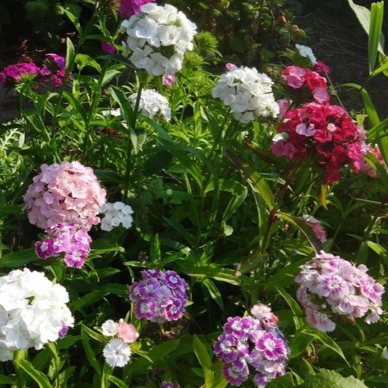 Organic Sweet William Mix - Metchosin Farm Seeds