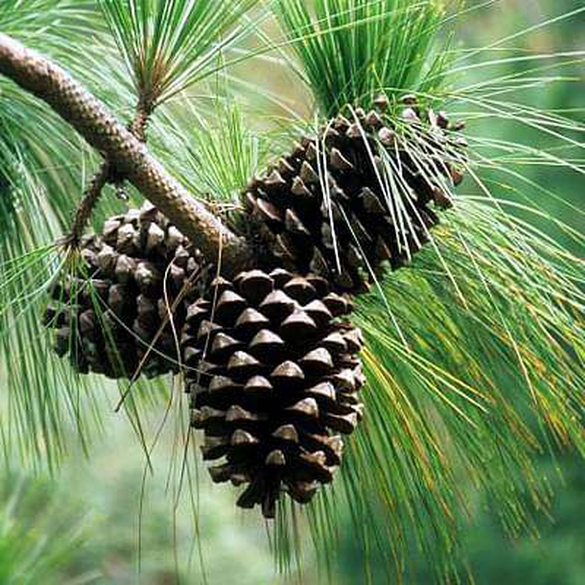 Pinus Roxburghii, Chir Pine - 0.5 kg Seeds