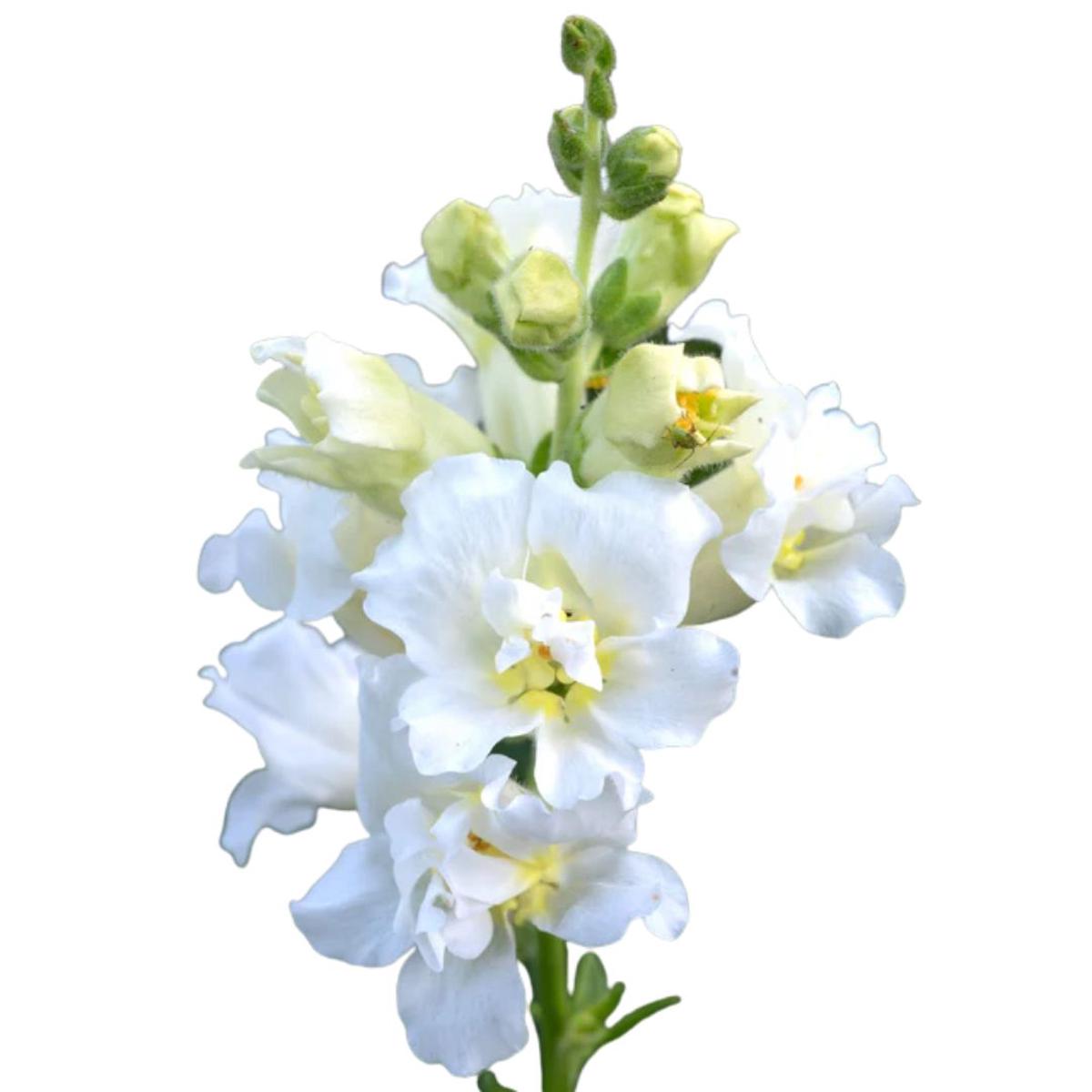 Snapdragon Madame Butterfly Ivory F1 Seeds | West Coast Seeds