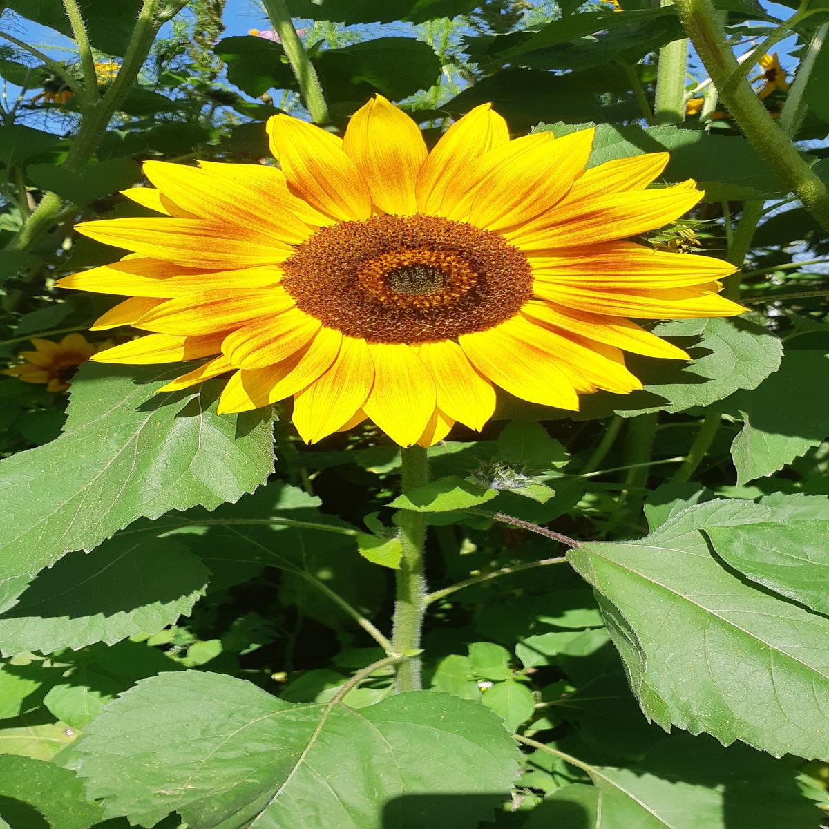 Sunflower Sunshine Mix - Saanich Organics