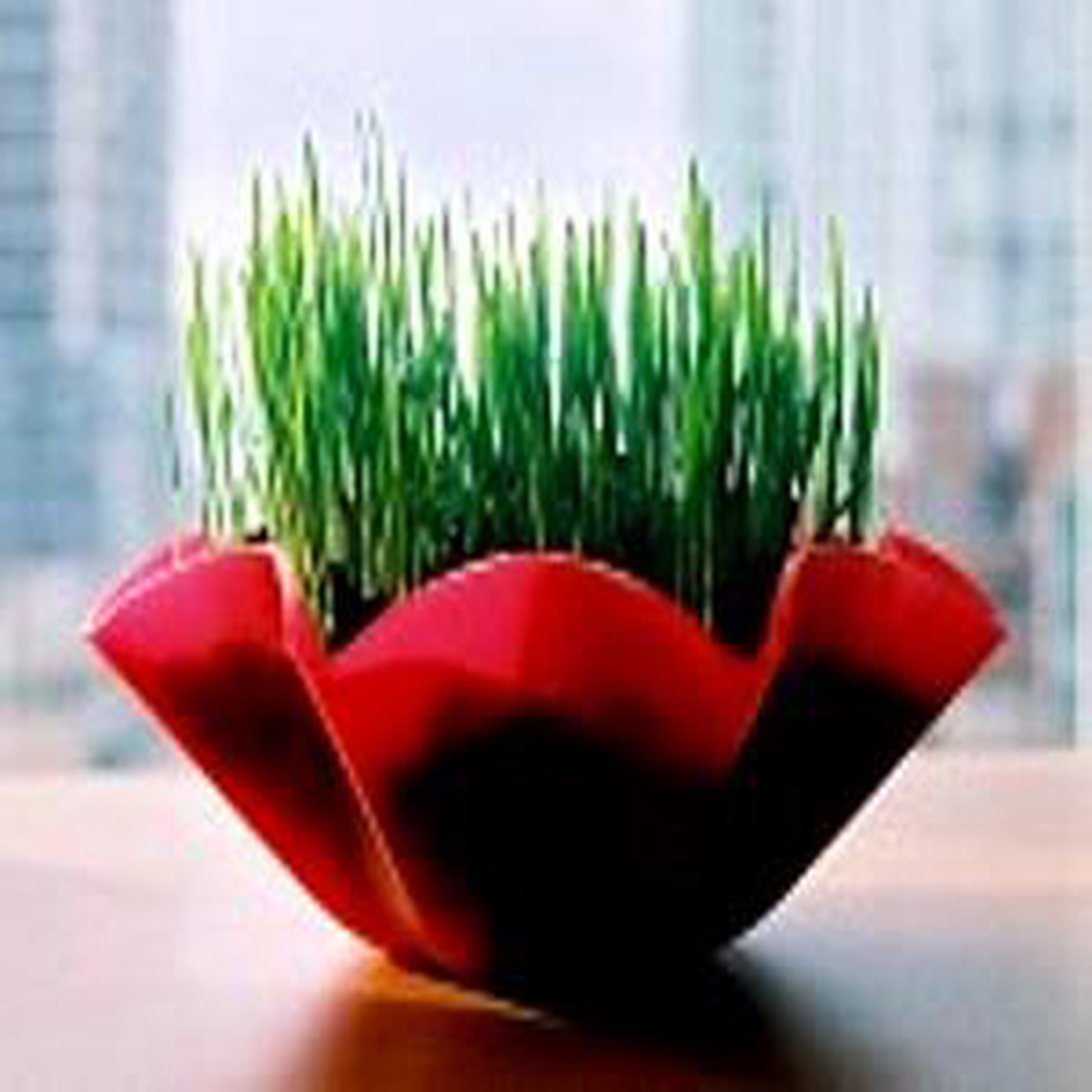 Wheat Sprouting Seeds- 4 ozs- ORGANIC- Sweet: Juiced,Salads,Soups,Bread