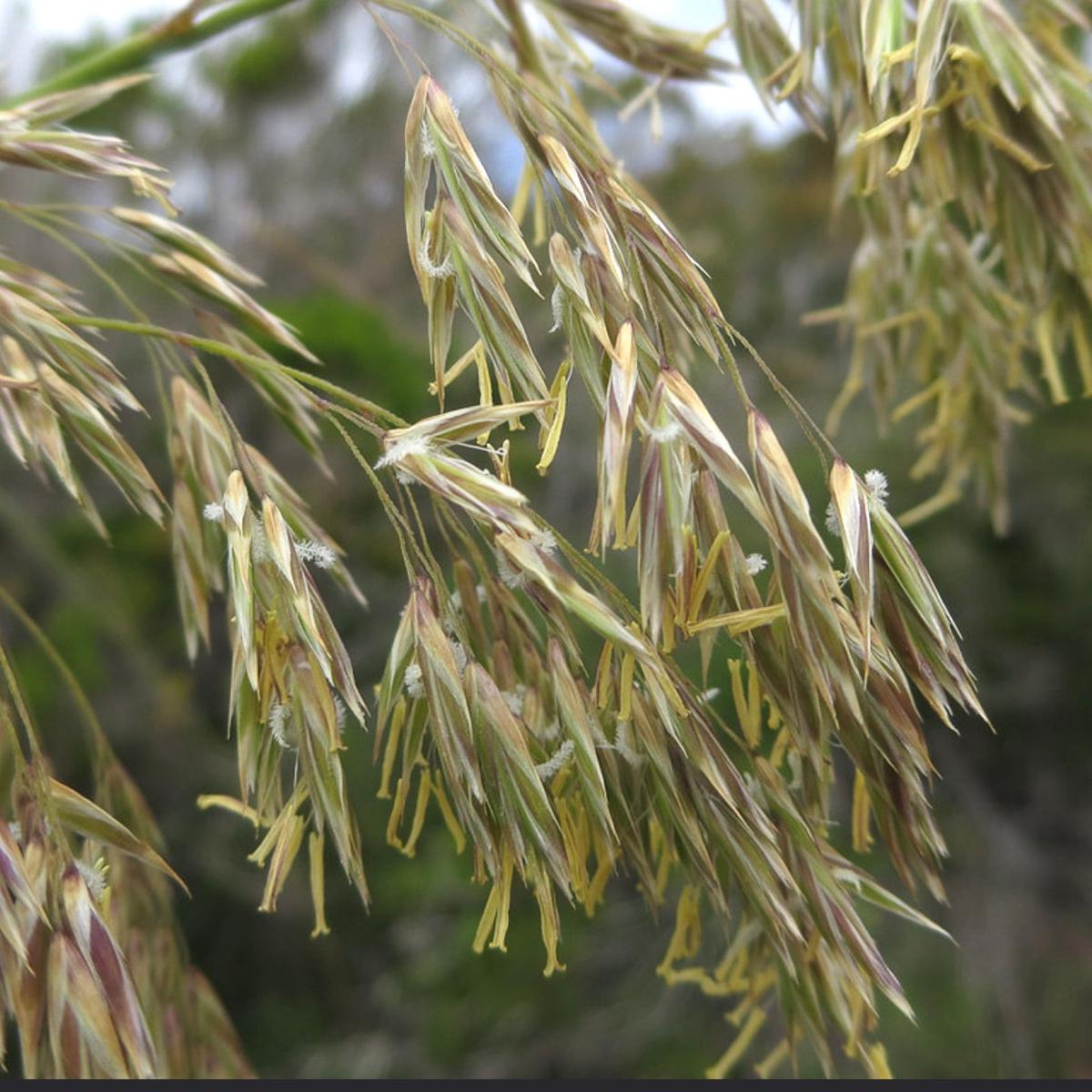 Ampelodesmos mauritanicus SEEDS