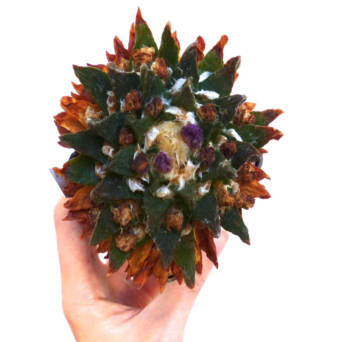 Ariocarpus scapharostrus SEEDS