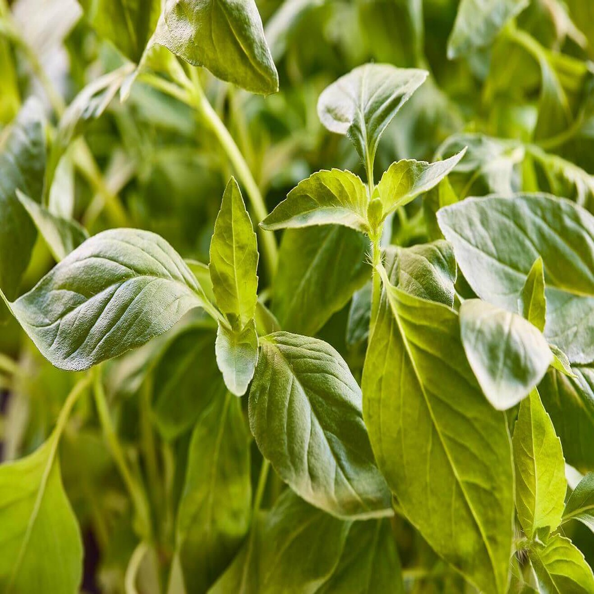 Basil Blue Spice - Ontario Seed Company