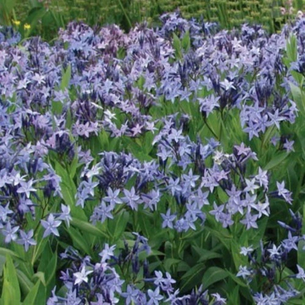 Blue Star Perennial 15 Seeds - Amsonia