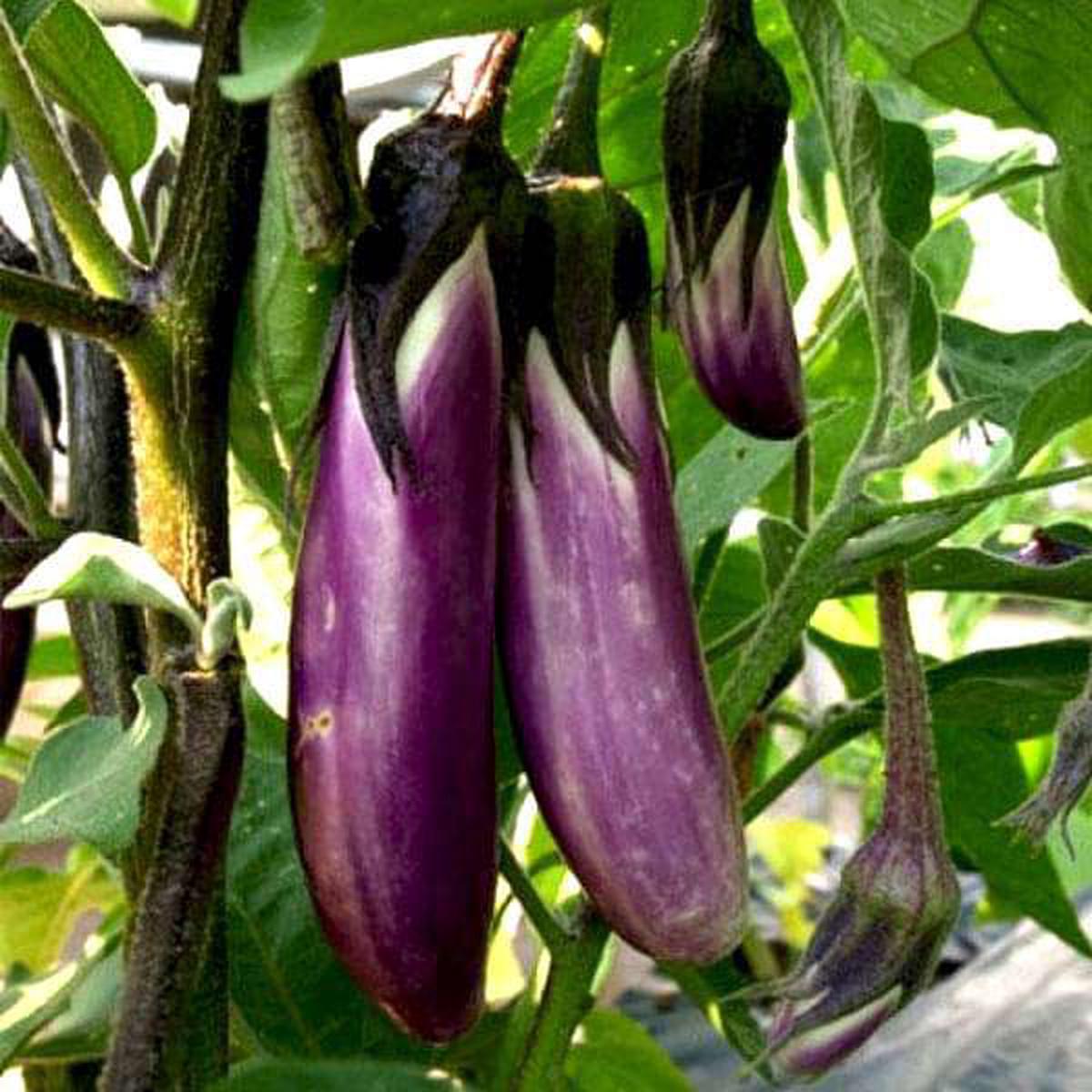 Brinjal Purple Long - Desi Vegetable Seeds - Default Title