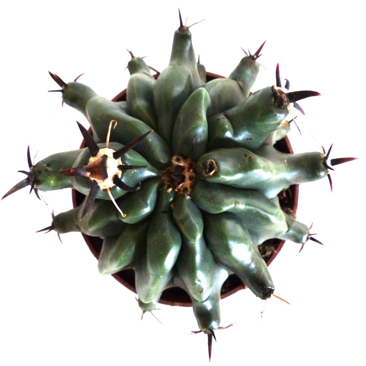 Ferocactus horridus var. brevispinus SEEDS - 1000 Seeds