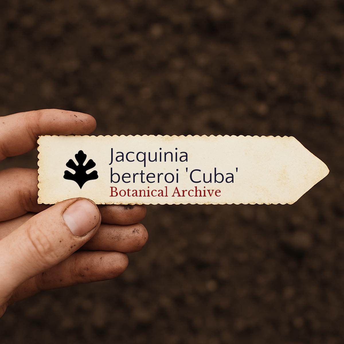 Jacquinia berteroi 'Cuba' SEEDS