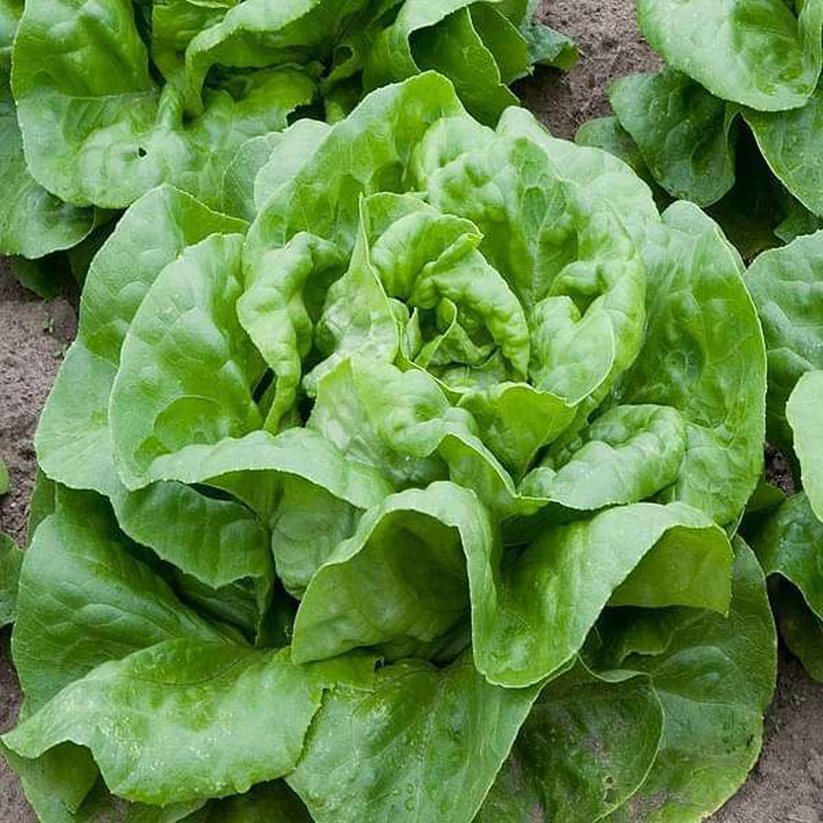 Lettuce Butter Crunch - Organic Vegetable Seeds - Default Title