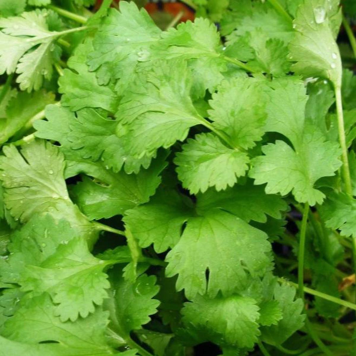 Organic Cilantro - Metchosin Farm Seeds