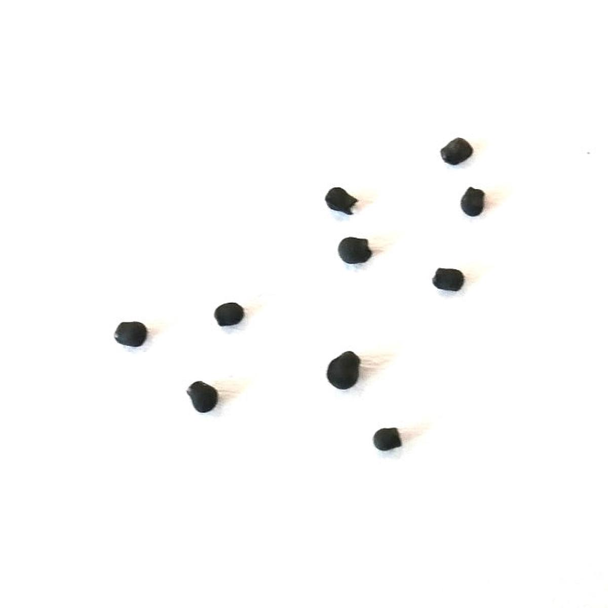 Pelecyphora valdeziana (Sierra Paila) SEEDS - 10 Seeds