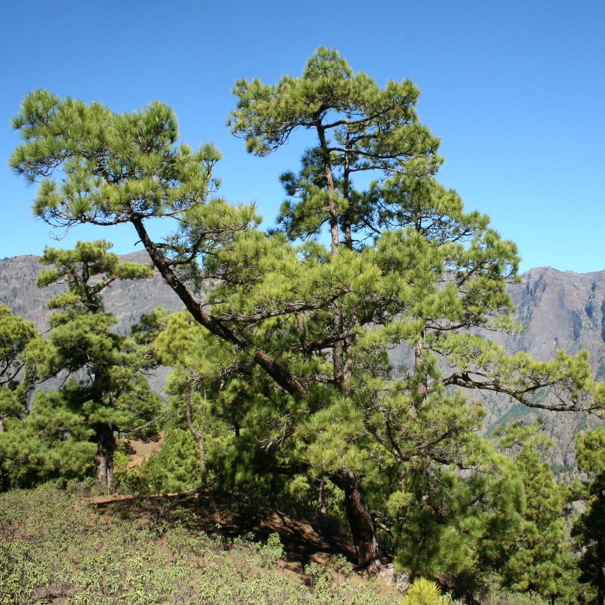 Pinus montezumae SEEDS