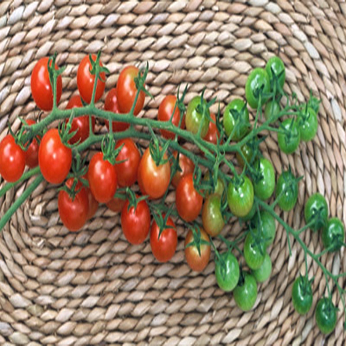Sugar Lump Cherry Tomato - 20 Seeds - German Heirloom