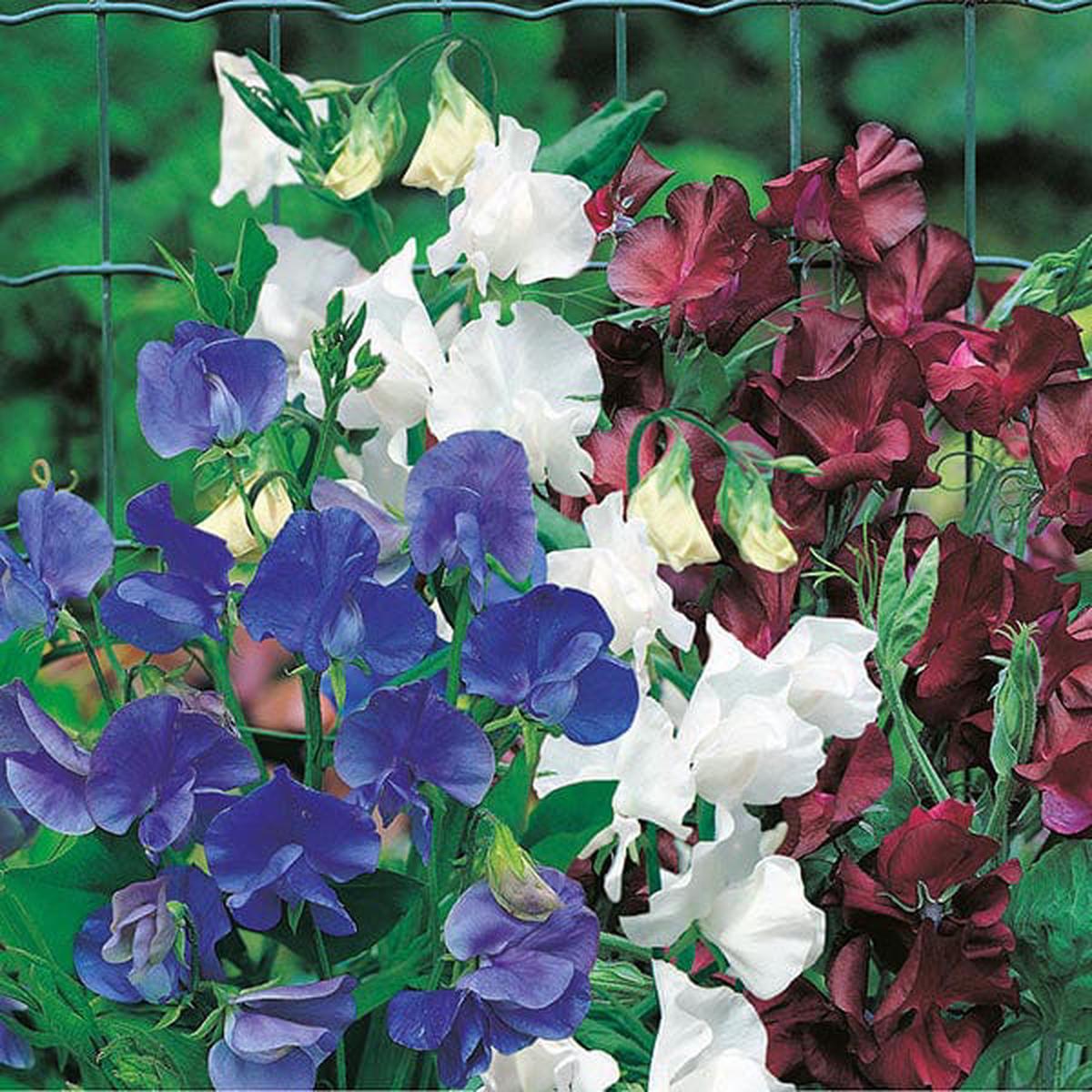 Sweet Pea Little Bit O' Magic - Mr. Fothergill's Seeds