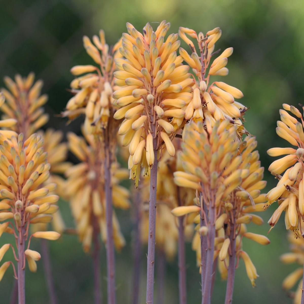 Aloe camperi SEEDS