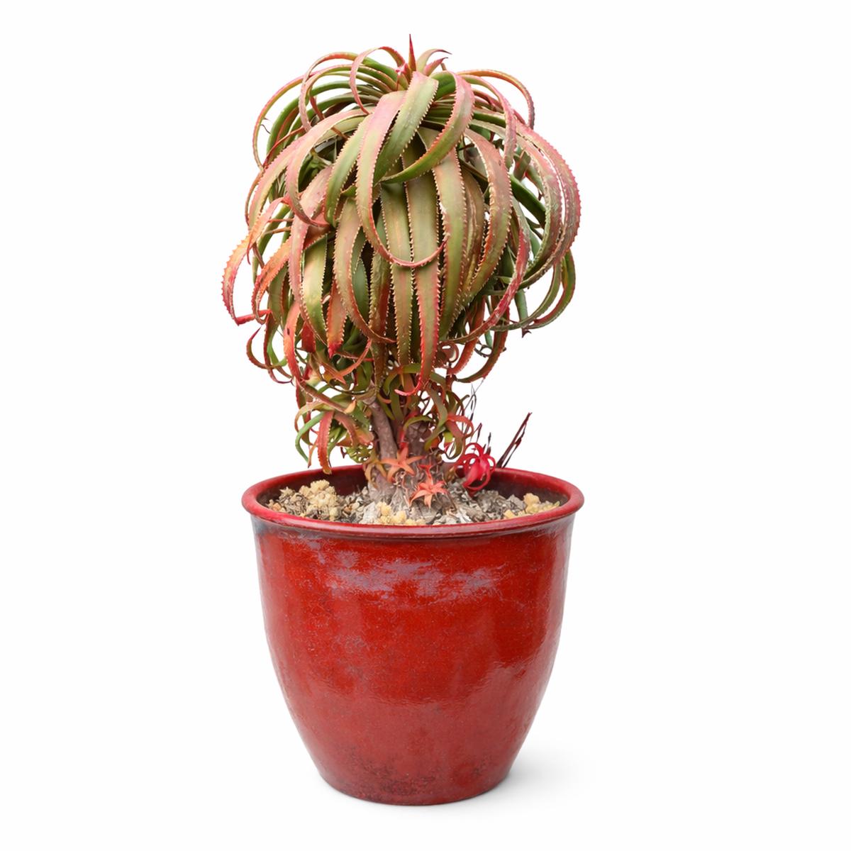 Aloe pluridens SEEDS