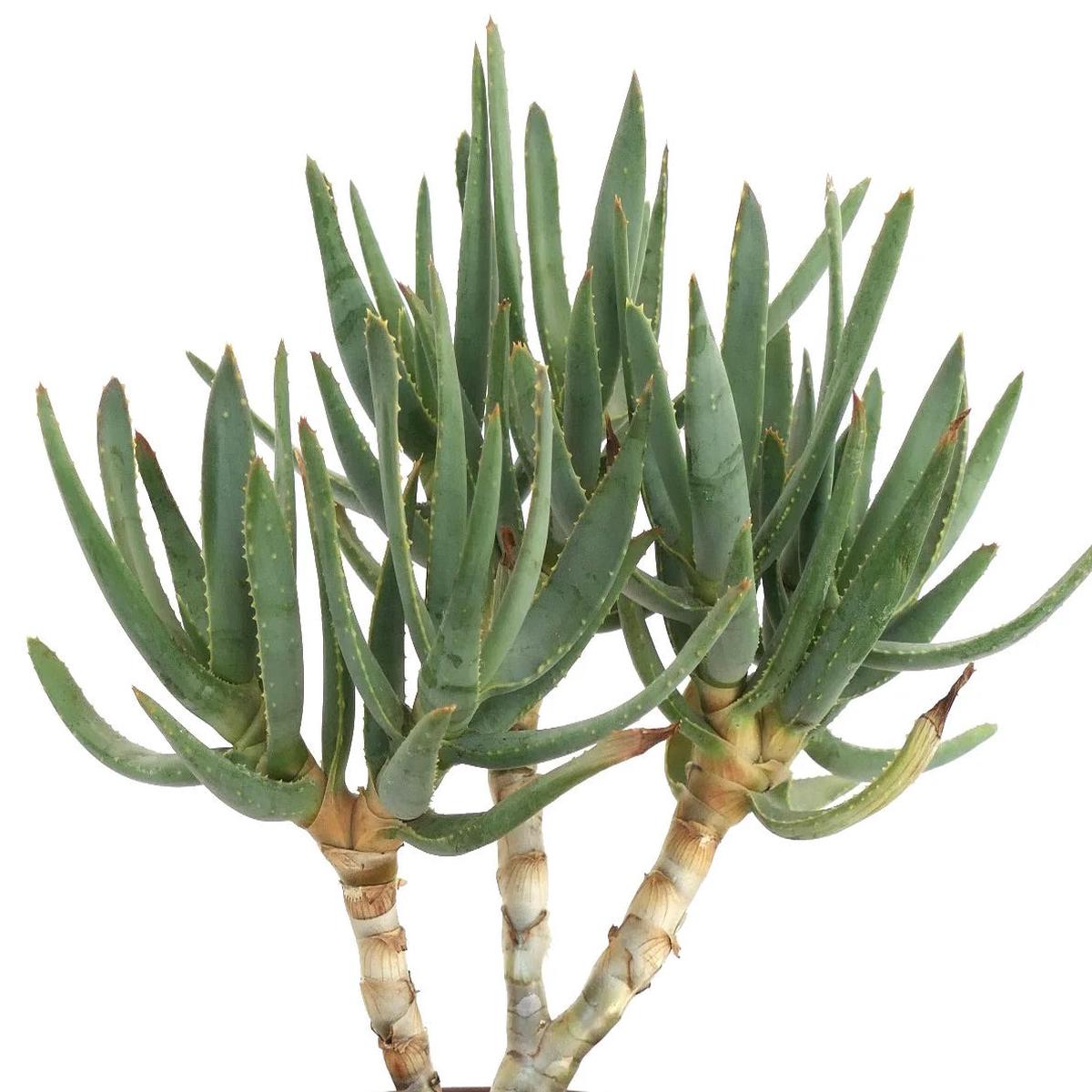 Aloe ramosissima SEEDS