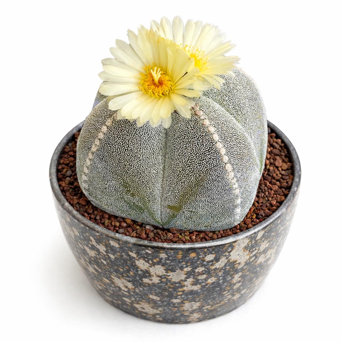Astrophytum myriostigma var. quadricostatum SEEDS - 10000 Seeds