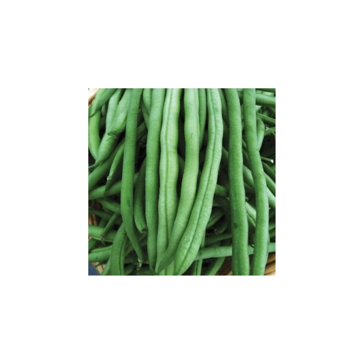 Bean Provider Seeds (Aimers International) | OSC Seeds