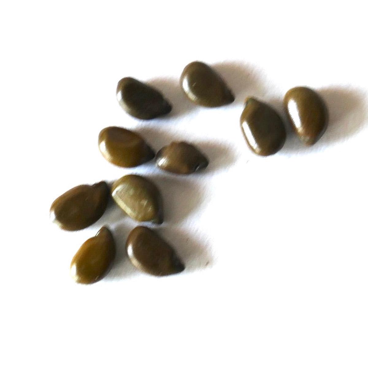 Cassia corymbosa SEEDS - 10 Seeds