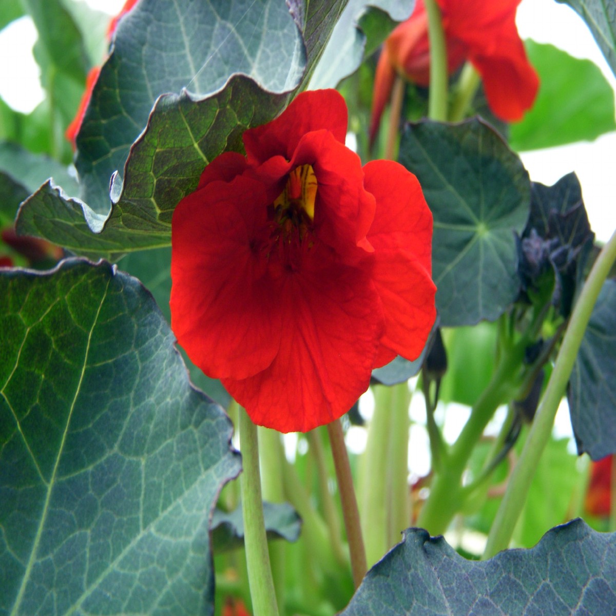 Cherry Crumble Nasturtium 30 Seeds - Annual