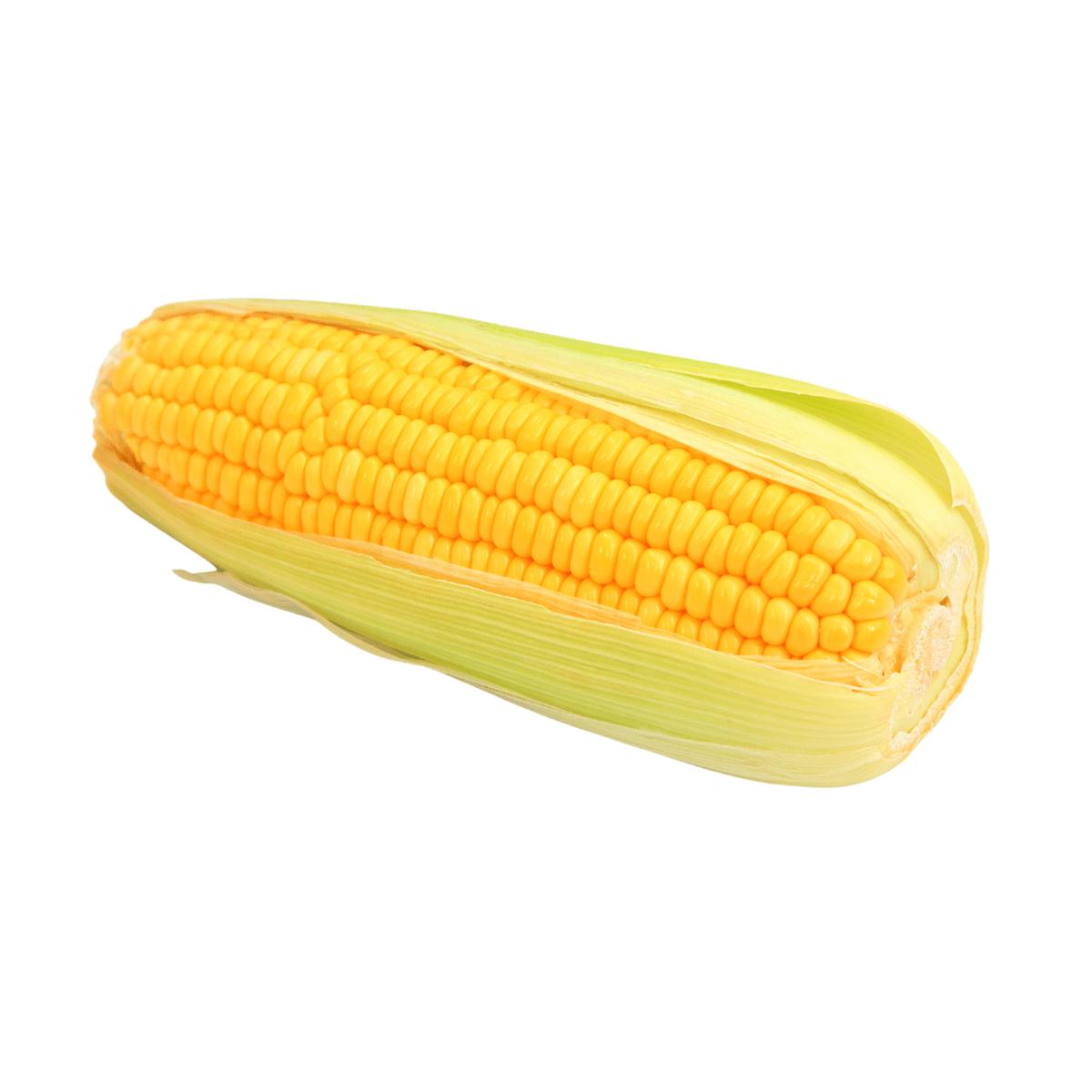 Corn Sweet Kandy Korn Seeds