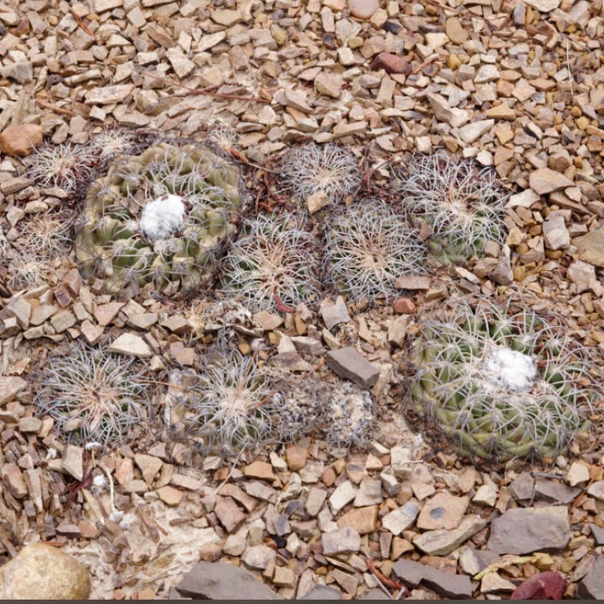 Discocactus gracilis HU485 SEEDS