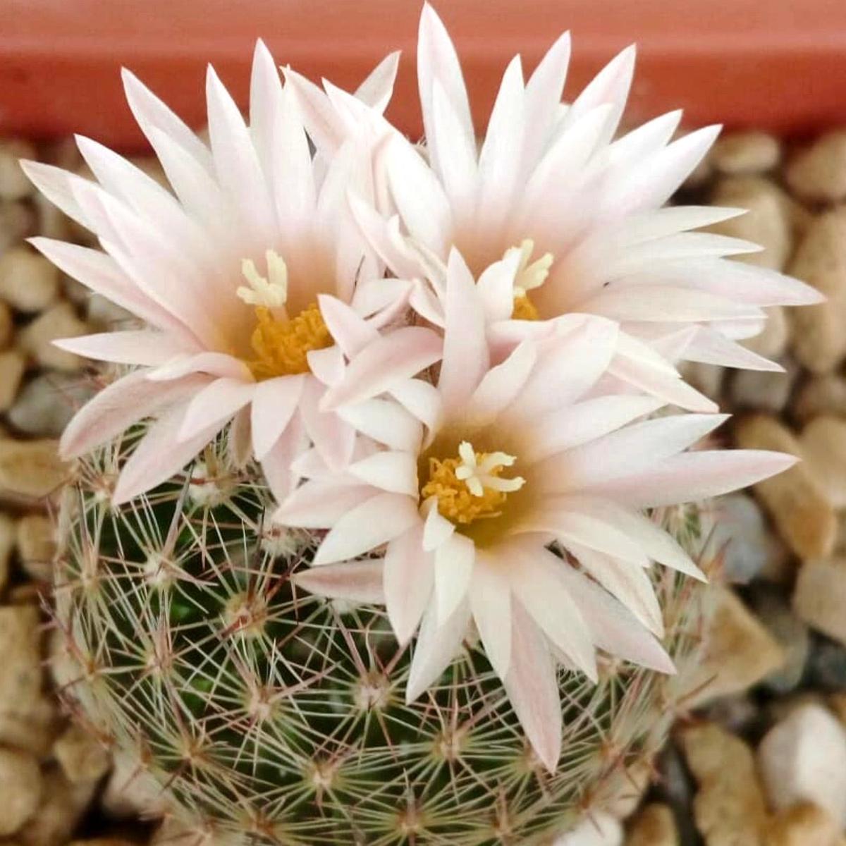 Escobaria gigantea SEEDS