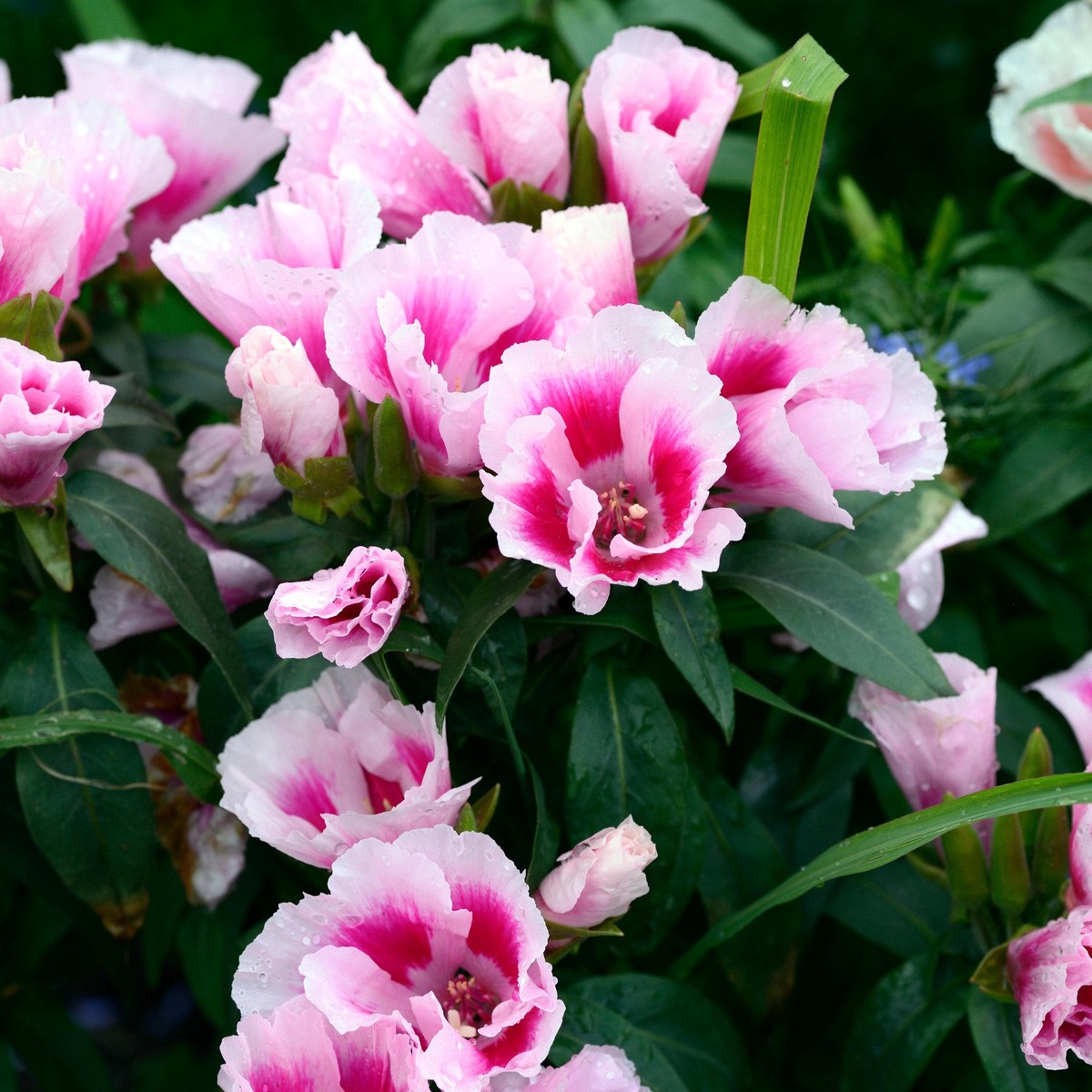 Godetia Maiden Blush Flower | X 100 Seeds