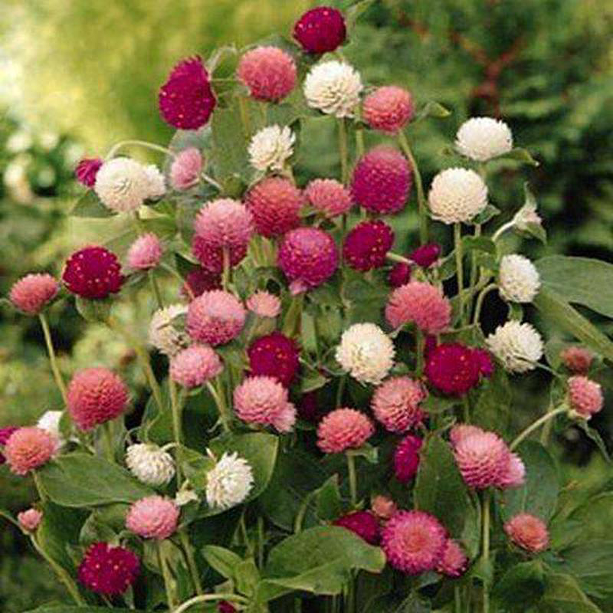 Gomphrena Mixed Color 8211 Desi Flower Seeds