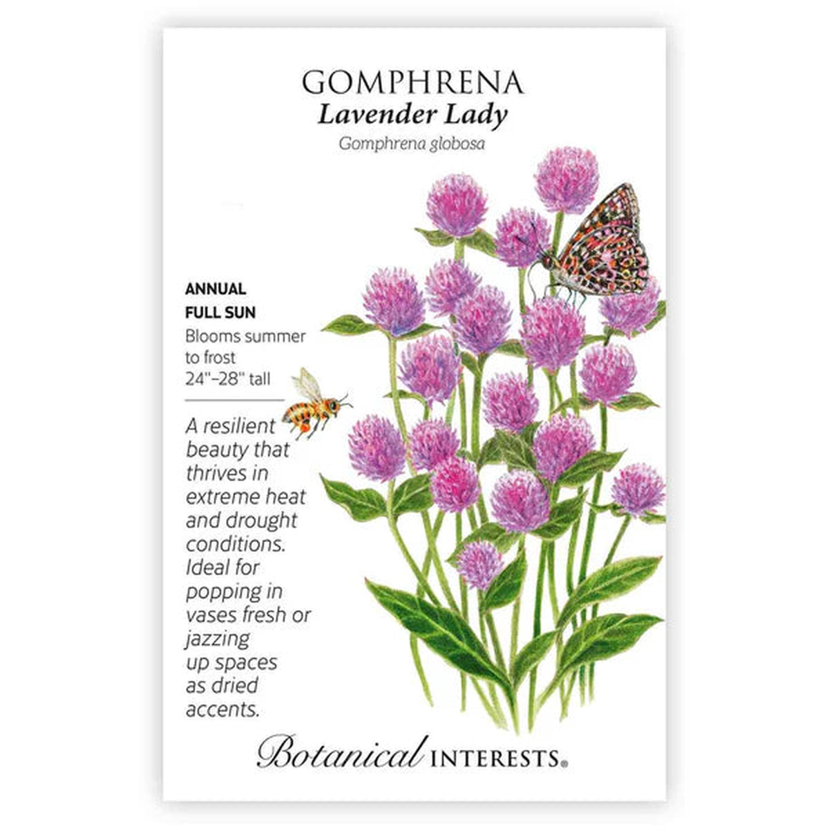 Gomphrena seeds, "Lavender Lady"