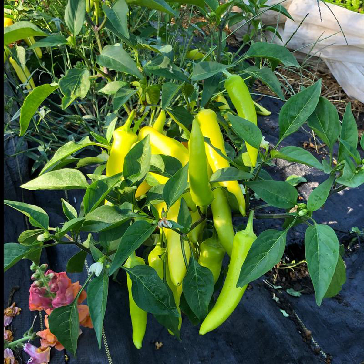 Pepper Hungarian Hot Wax 8211 Saanich Organics