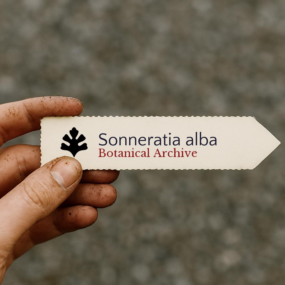 Sonneratia alba SEEDS
