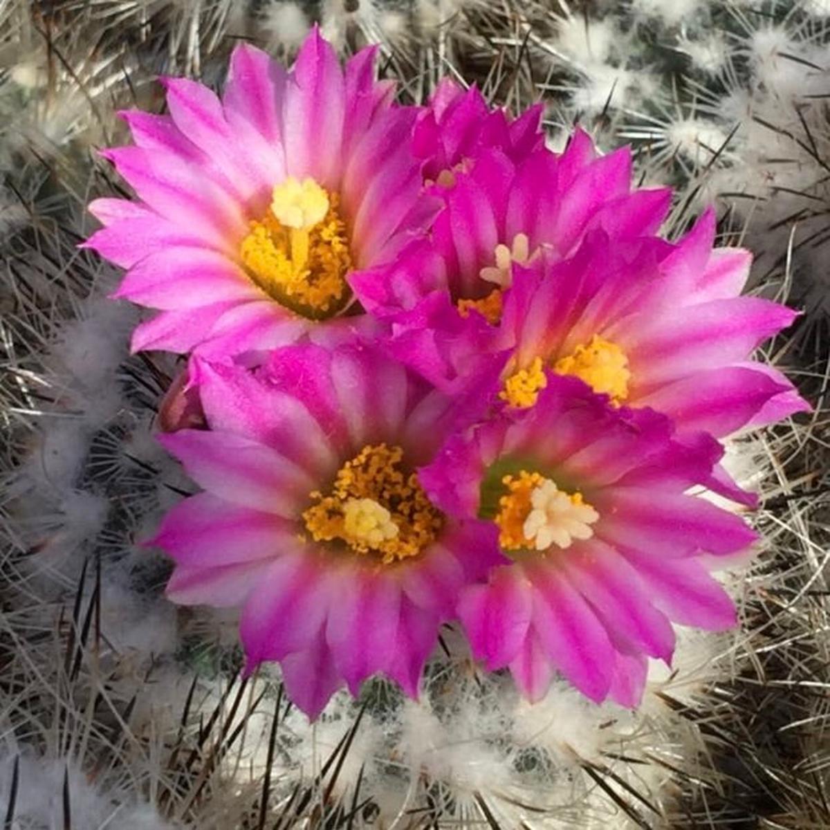 Turbinicarpus booleanus SEEDS