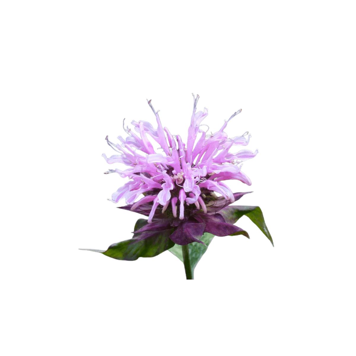 Wild Bergamot Seeds | Northern Wildflowers