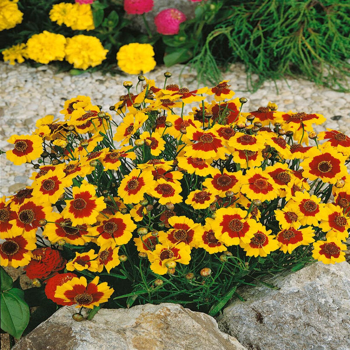 Coreopsis Tinctoria Dwarf - Ontario Seed Company