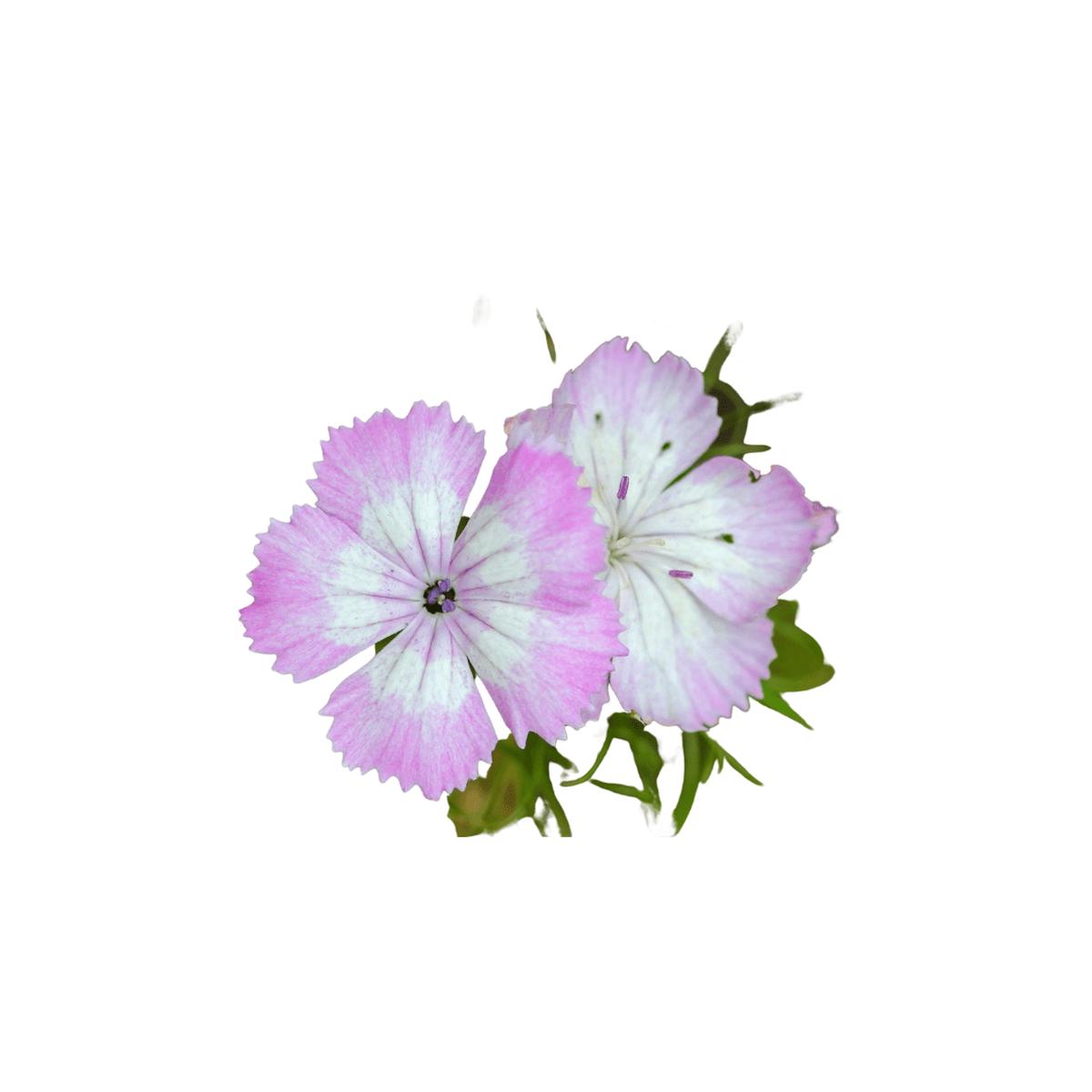 Dianthus Sweetness Seeds | West Coast Seeds