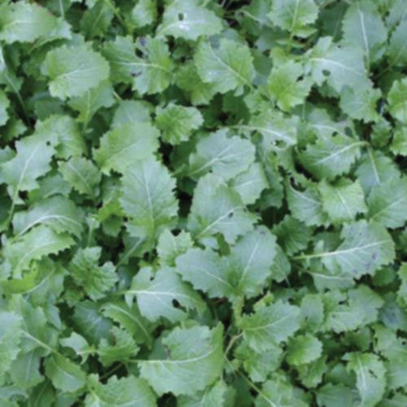 Essex Rape - Bulk Vegetable Seeds - 200 grams
