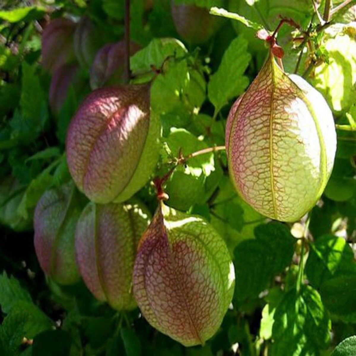 Love In a Puff - Balloon Vine - 25 Seeds