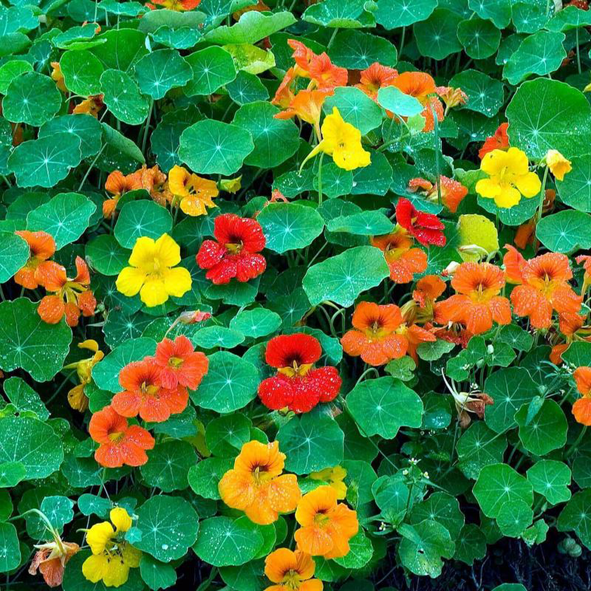 Nasturtium Dwarf Jewel Mix 8211 Ontario Seed Company