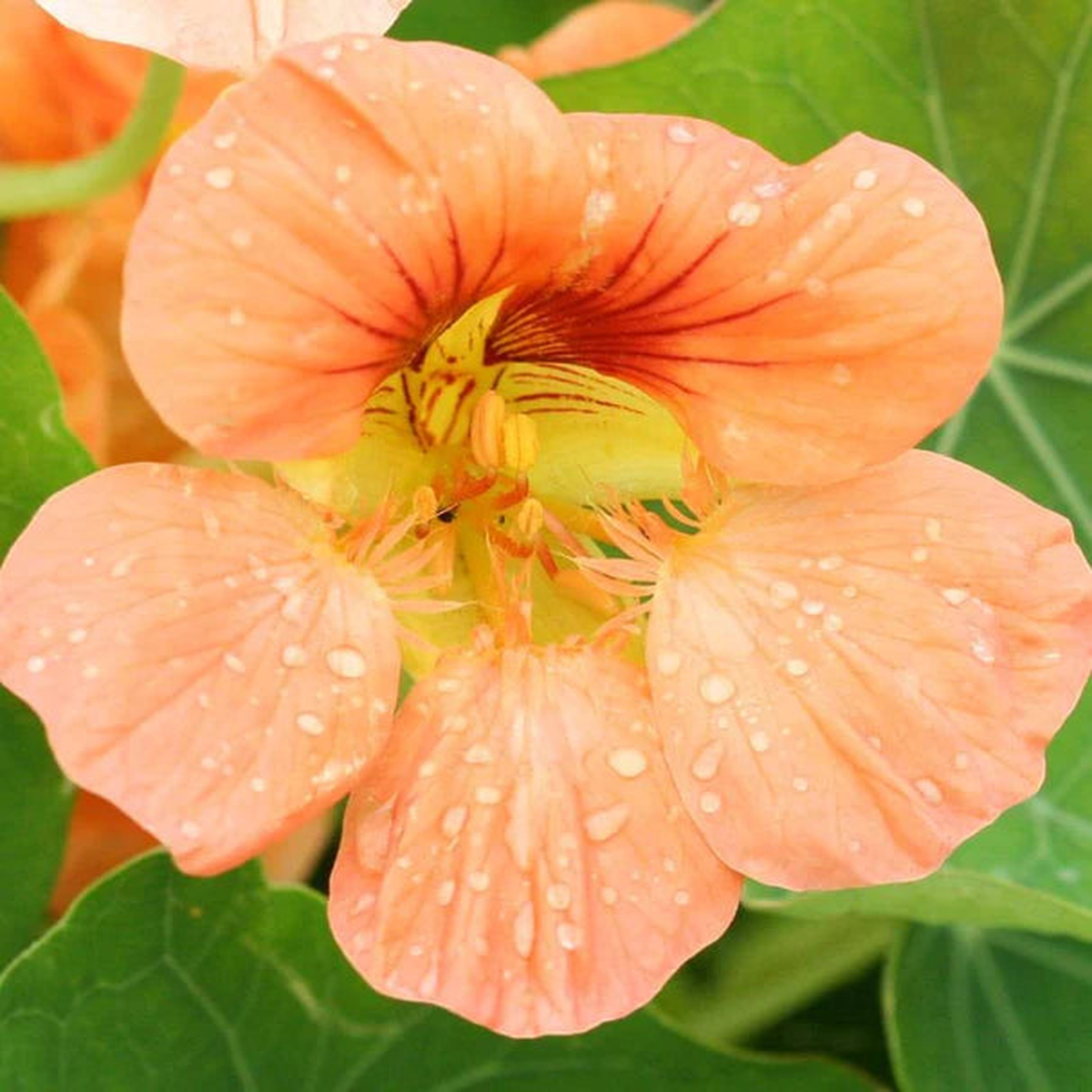 Nasturtiums - Tip Top Alaska Salmon