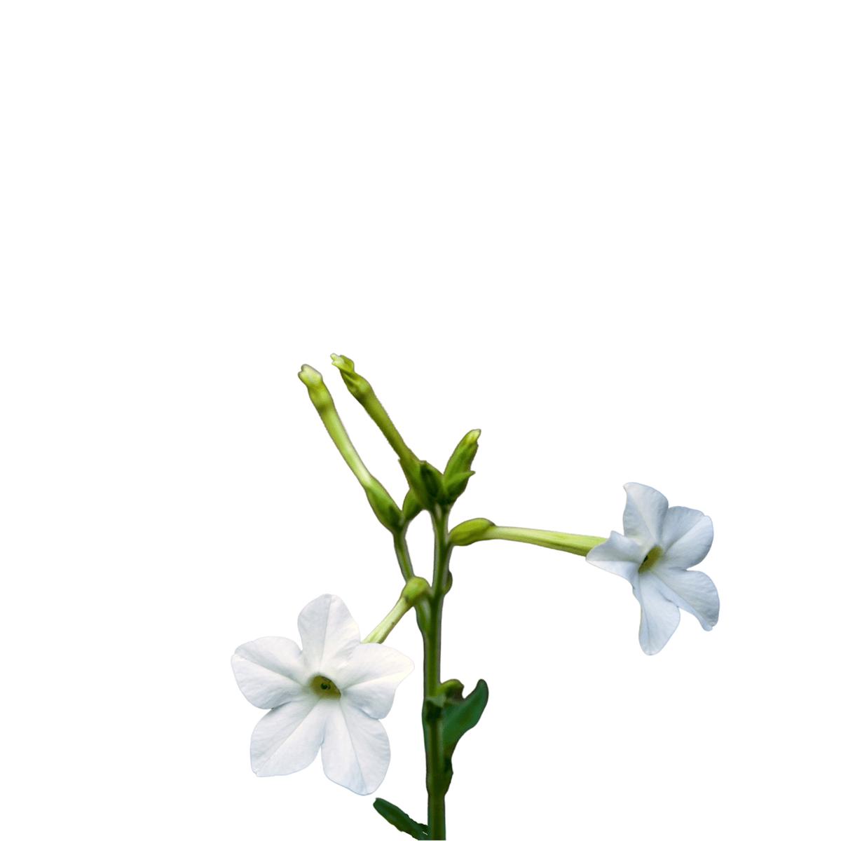 Nicotiana Jasmine Tobacco Seeds | West Coast Seeds