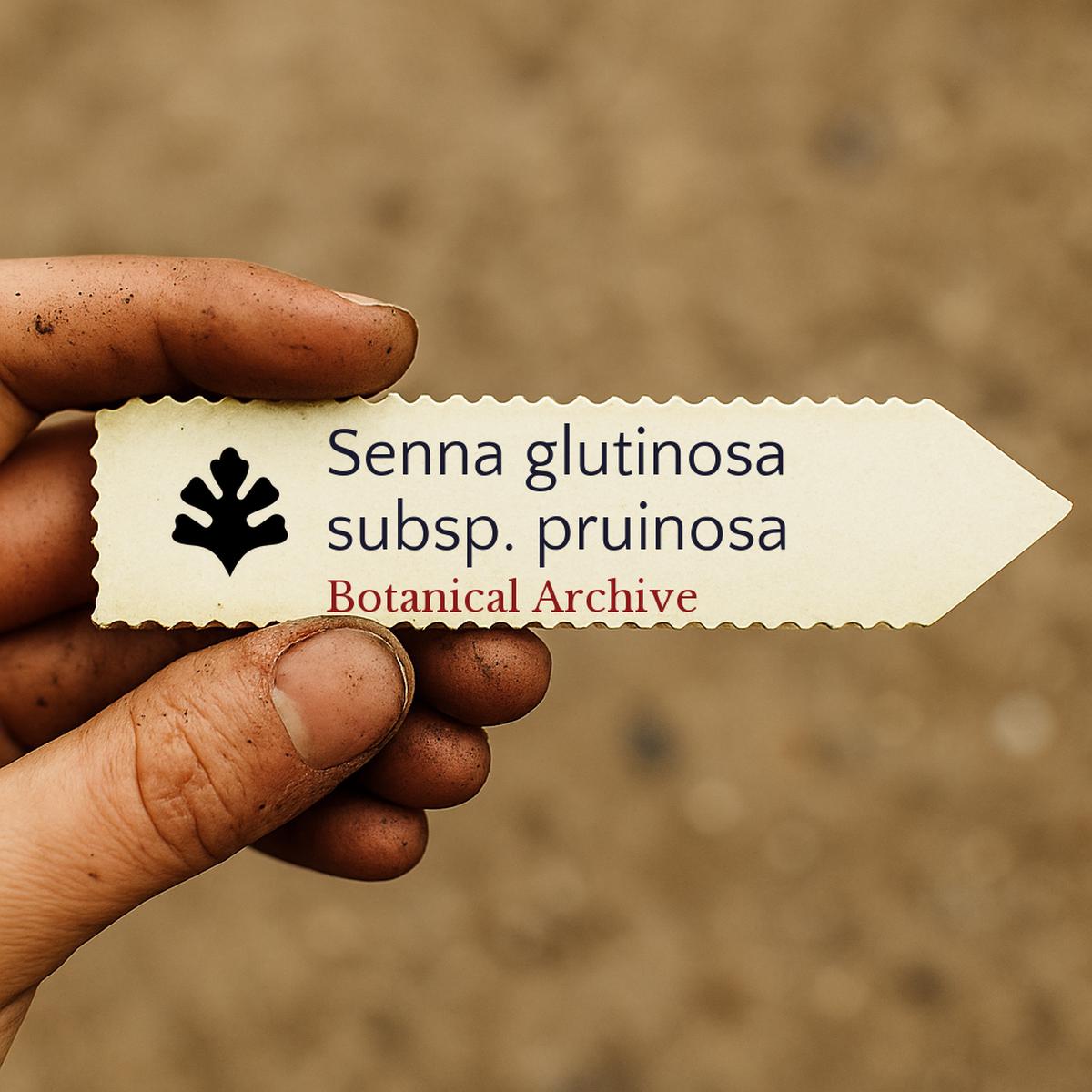 Senna glutinosa subsp. pruinosa SEEDS