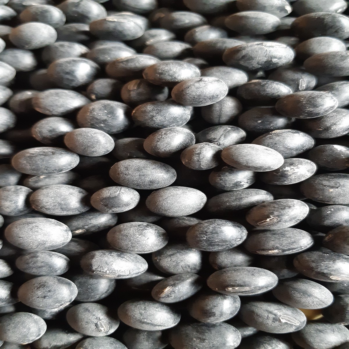 Soybean Black Jet - Saanich Organics