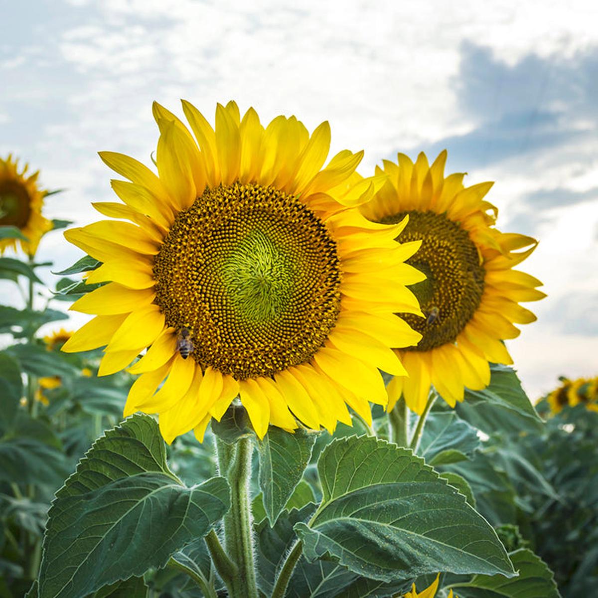 Sunflower, Skyscraper (Organically Grown Seeds)