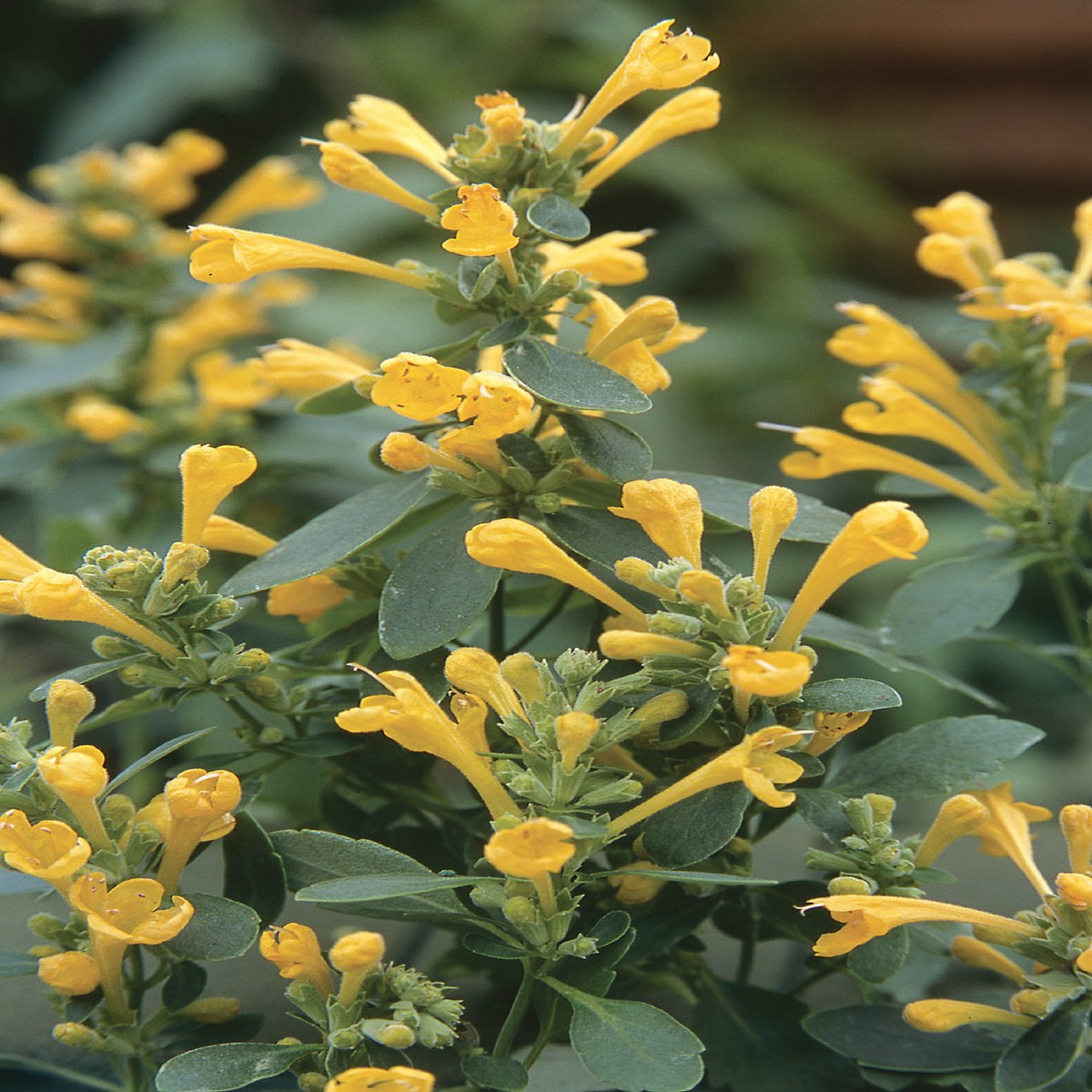 Arizona Sun Hummingbird Mint - Agastache - 10 Seeds